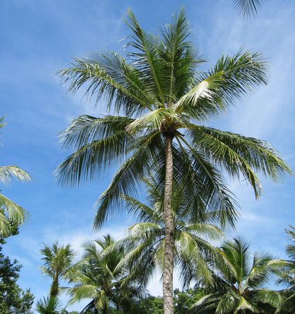 Coconut Tree, Palau