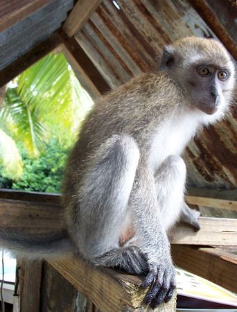 Monkey, Palau